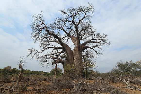Kurger NP  - South Africa
