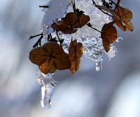 Winter in my garden - East of France