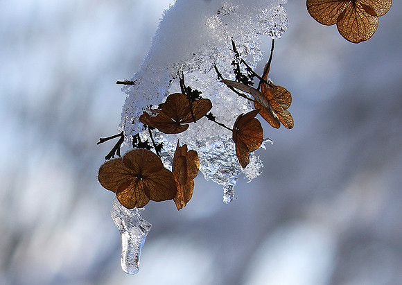 Winter in my garden - East of France