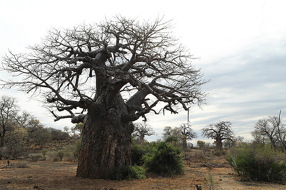 Kurger NP  - South Africa