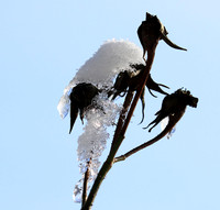 Winter in my garden - East of France