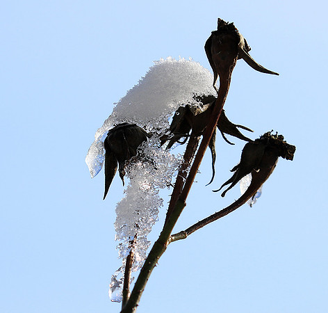 Winter in my garden - East of France