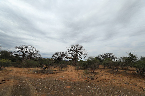 Kurger NP  - South Africa