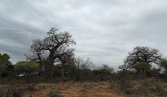 Kurger NP  - South Africa