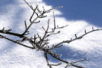 Winter in my garden - East of France