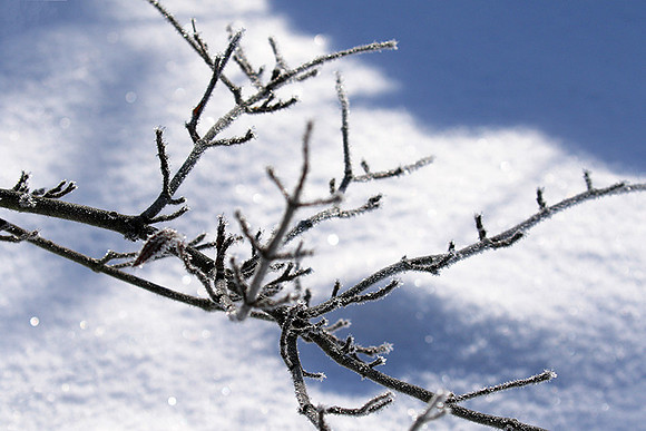 Winter in my garden - East of France