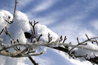 Winter in my garden - East of France