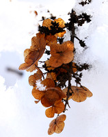 Winter in my garden - East of France