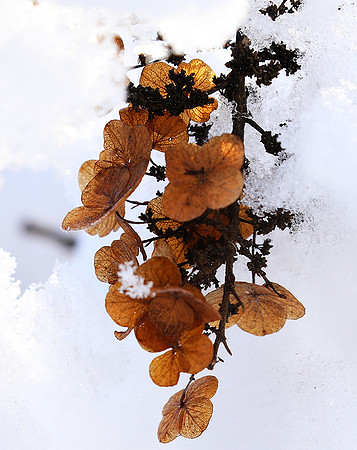 Winter in my garden - East of France