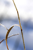 Winter in my garden - East of France