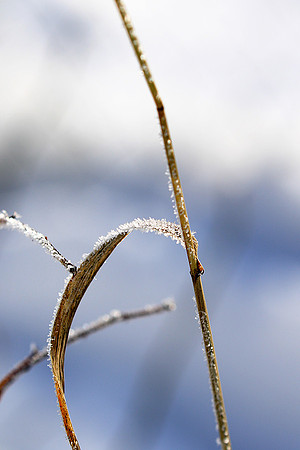 Winter in my garden - East of France