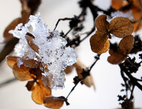 Winter in my garden - East of France