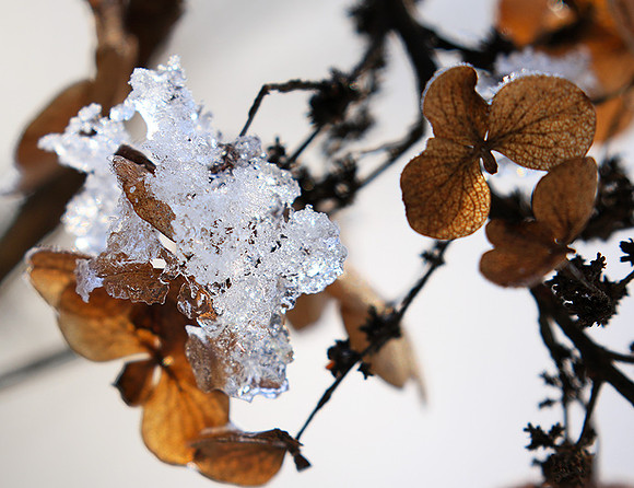 Winter in my garden - East of France