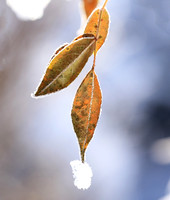 Winter in my garden - East of France