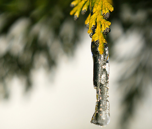 Winter in my garden - East of France