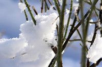 Winter in my garden - East of France