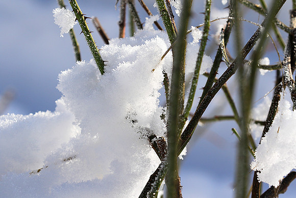 Winter in my garden - East of France