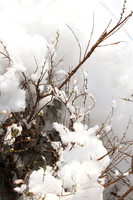 Winter in my garden - East of France