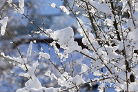 Winter in my garden - East of France