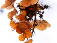 Winter in my garden - East of France