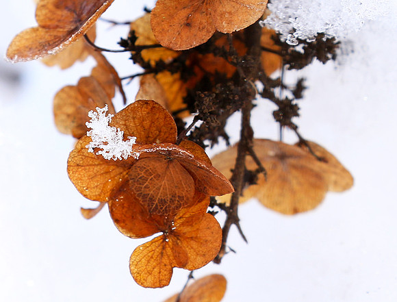 Winter in my garden - East of France