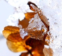 Winter in my garden - East of France