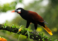 Montezuma oropendola (Cassique de montezuma)