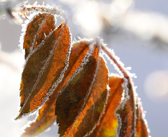 Winter in my garden - East of France
