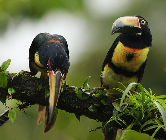 Collared aracari