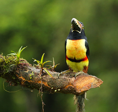 Collared aracari