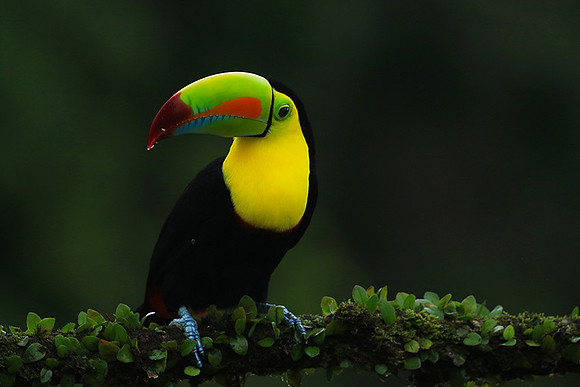 Kell-billed toucan