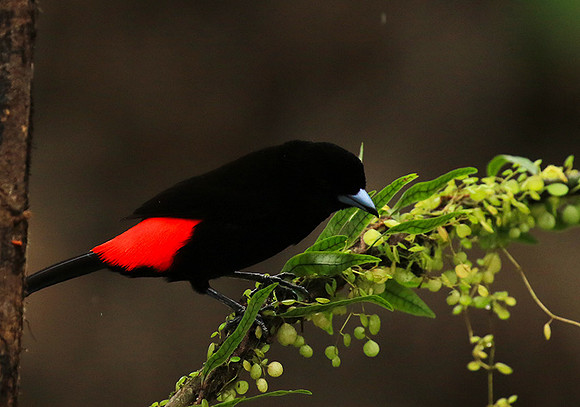 Passarini's tanager (tangara à croupion rouge)