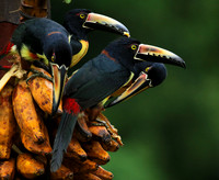 Collared aracari