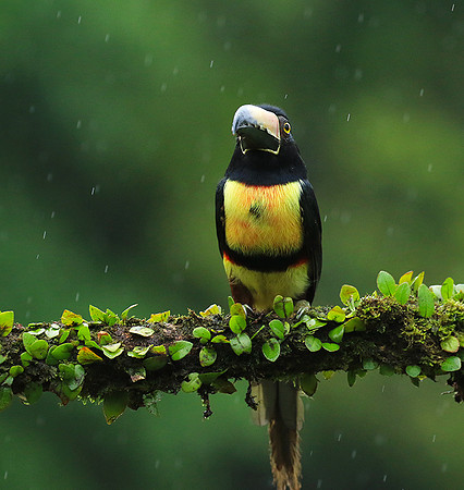 Collared aracari