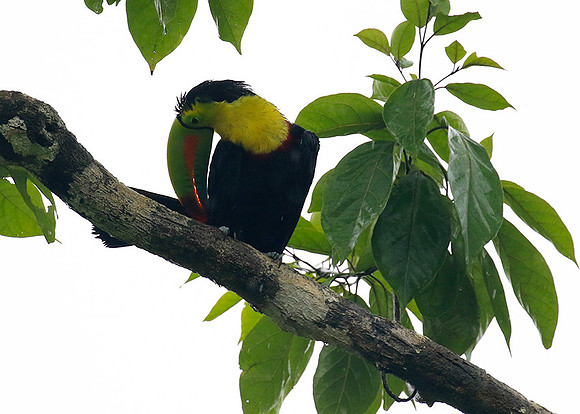 Kell-billed toucan