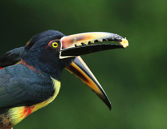 Collared aracari