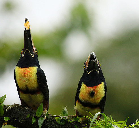 Collared aracari