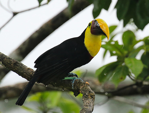 Black-mandibled toucan
