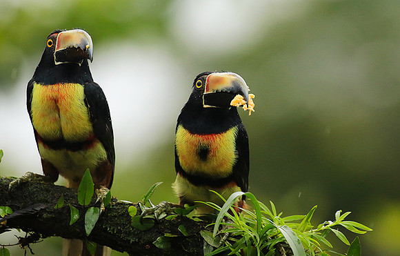 Collared aracari
