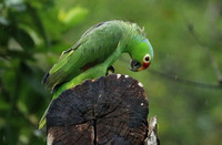 Red-fronted parrotlet (Toui du Costa Rica)