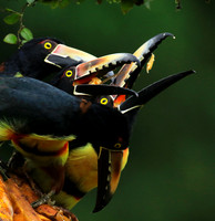Collared aracari