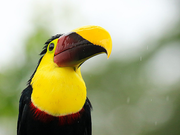 Black-mandibled toucan