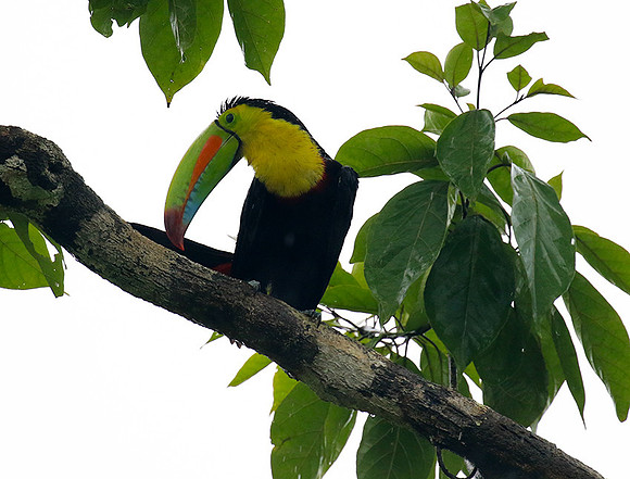 Kell-billed toucan