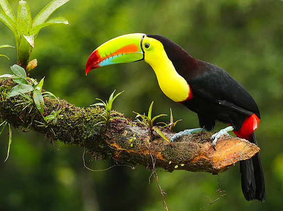 Kell-billed toucan