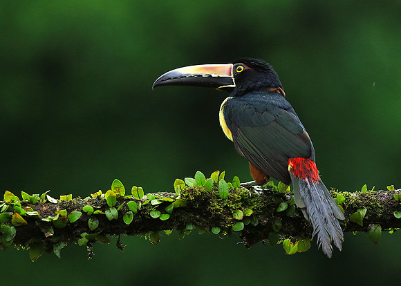 Collared aracari