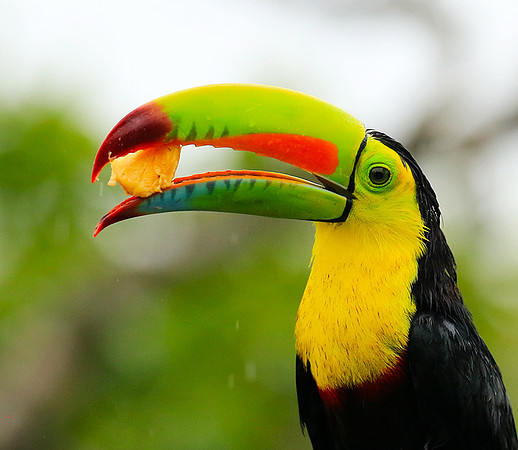 Kell-billed toucan