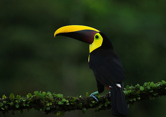 Black mandibled toucan