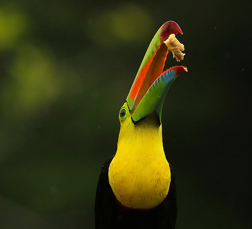 Kell-billed toucan