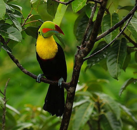 Kell-billed toucan