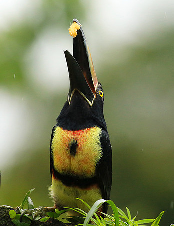 Collared aracari